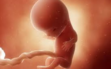 11.Haftada Hamilelik