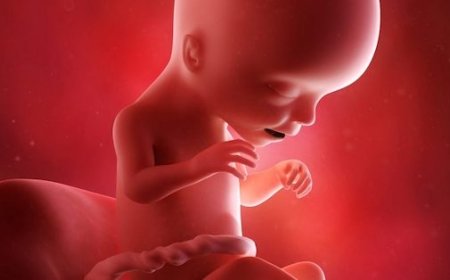 13.Haftada Hamilelik