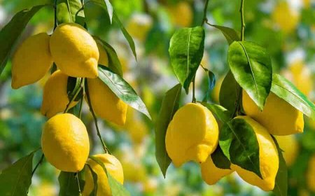 14.Haftada Hamilelik