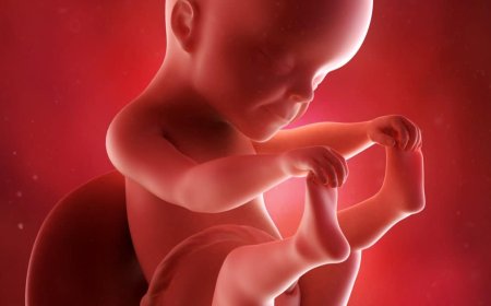 25.Haftada Hamilelik