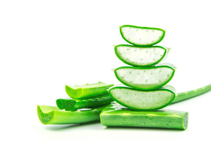 Aloe Vera'nn Saa Faydalar - Qovan- Yeni Nesil Blog ve Portal